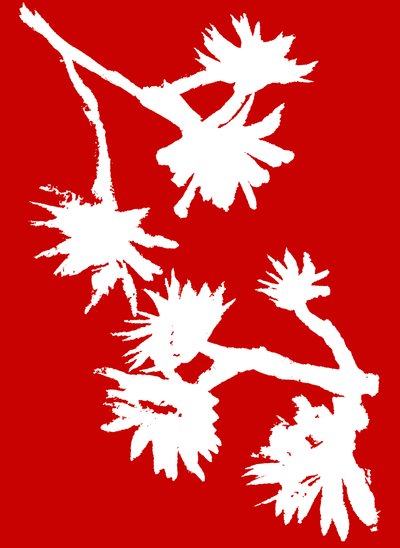 Succulent_1, 2022 年（纸上墨水） 作者 马尔科·坎佩德利