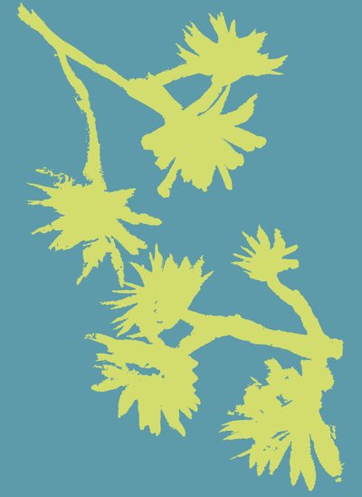 Succulent_2, 2022 年（纸上墨水） 作者 马尔科·坎佩德利