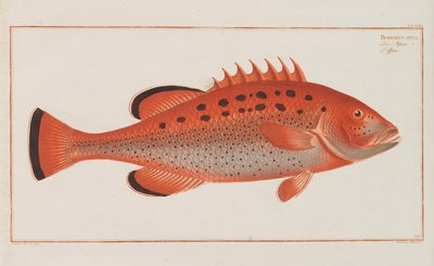 鱼类的一般自然历史，1782-1793年。 作者 马库斯·埃里瑟·布洛赫（Marcus Elieser Bloch）