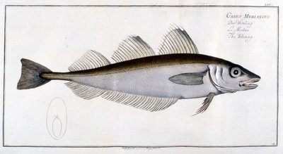 自然历史展板：鳕鱼，取材于马克-埃利塞尔-布洛赫 1787 年在巴黎-柏林-伦敦出版的《鳕鱼学》。 作者 马库斯·埃里瑟·布洛赫（Marcus Elieser Bloch）