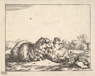 绵羊，来自一套16张的版画，1664年。 作者 马库斯·德拜
