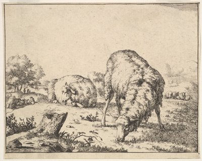 绵羊，来自一套16张的版画，1664年。 作者 马库斯·德拜