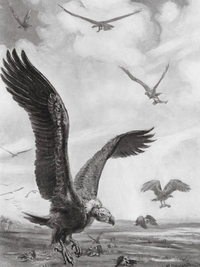 秃鹫叼走死者的肢体（石版画） 作者 玛格丽特（后）多瓦斯顿