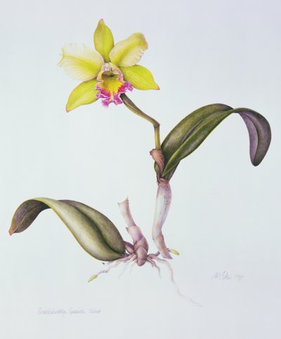 布拉索拉里卡特兰蒂斯，艾姆赫斯特（纸上水彩画 作者 玛格丽特·安·伊甸园