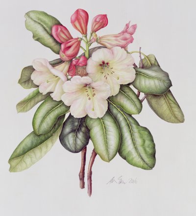 杜鹃花（纸上水彩画 作者 玛格丽特·安·伊甸园