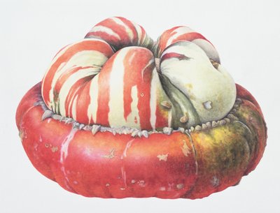 Turks Turban Squash，1995（wc on paper） 作者 玛格丽特·安·伊甸园