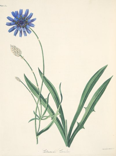 Blue Catananche，来自四季花卉插图，酒吧。 1829年（手工彩色雕刻） 作者 玛格丽特·罗斯科（Margaret Roscoe）
