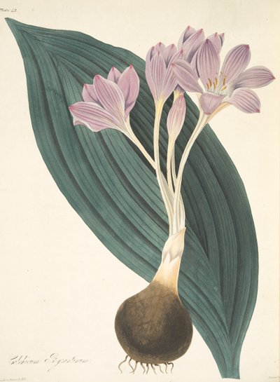 阔叶草甸藏红花，来自四季花卉插图，酒吧。 1829年（手工彩色雕刻） 作者 玛格丽特·罗斯科（Margaret Roscoe）