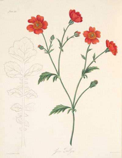 智利Avens，来自四季花卉插图，酒吧。 1829年（手工彩色雕刻） 作者 玛格丽特·罗斯科（Margaret Roscoe）