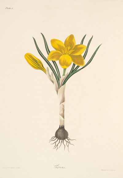 常见的黄色番红花，从季节的花卉插图，酒吧。 1829年（手工彩色雕刻） 作者 玛格丽特·罗斯科（Margaret Roscoe）