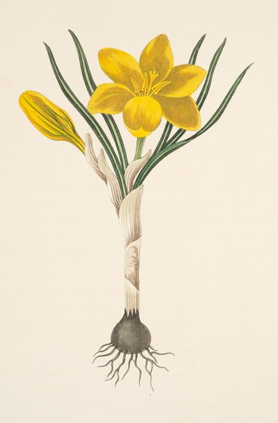 常见的黄色番红花，从季节的花卉插图，酒吧。 1829年（手工彩色雕刻） 作者 玛格丽特·罗斯科（Margaret Roscoe）