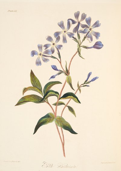 早期开花Lychnidea，从季节的花卉插图，酒吧。 1829年（手工彩色雕刻） 作者 Margaret Roscoe