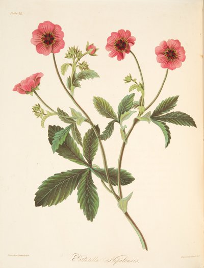 Nipal Potentilla，来自四季花卉插图，酒吧。 1829年（手工彩色雕刻） 作者 玛格丽特·罗斯科（Margaret Roscoe）