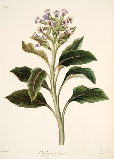 东方Hyoscyamus，从季节的花卉插图，酒吧。 1829年（手工彩色雕刻） 作者 玛格丽特·罗斯科（Margaret Roscoe）