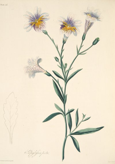 彩绘Salpiglossis，从四季花卉插图，酒吧。 1829年（手工彩色雕刻） 作者 玛格丽特·罗斯科（Margaret Roscoe）