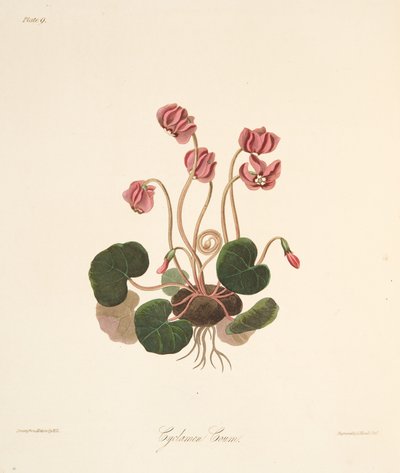Round Leaved Cyclamen，来自四季花卉插图，酒吧。 1829年（手工彩色雕刻） 作者 玛格丽特·罗斯科（Margaret Roscoe）