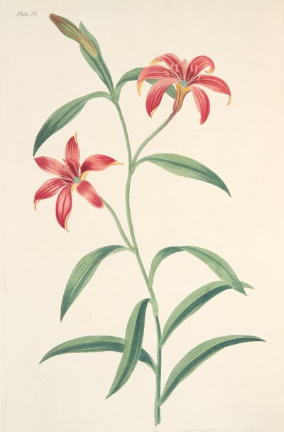 自制的中国百合，来自四季花卉插图，酒吧。 1829年（手工彩色雕刻） 作者 玛格丽特·罗斯科（Margaret Roscoe）