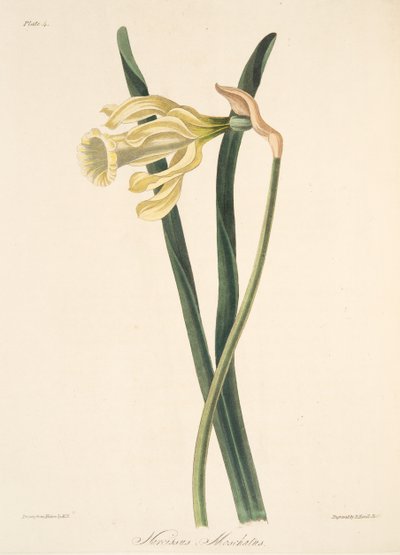西班牙水仙花，来自四季花卉插图，酒吧。 1829年（手工彩色雕刻） 作者 玛格丽特·罗斯科（Margaret Roscoe）