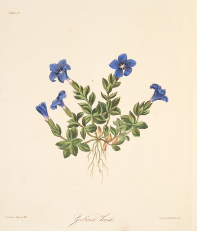 春天龙胆，从季节的花卉插图，酒吧。 1829年（手工彩色雕刻） 作者 玛格丽特·罗斯科（Margaret Roscoe）