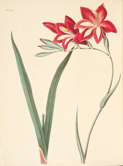 精湛的玉米旗，从四季花卉插图，酒吧。 1829年（手工彩色雕刻） 作者 玛格丽特·罗斯科（Margaret Roscoe）