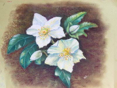 Helleborus, 2020 (粉彩) 作者 玛戈斯塔基