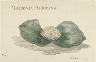 布卢姆《非洲马索尼亚》（Bloem Massonia Africana
MASSONIA AFRICANA（物品上的标题） 作者 Maria Geertruida Barbier 的 Snabilié