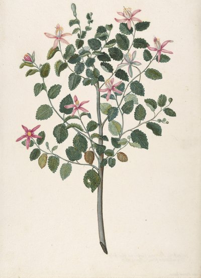 有红色紫色花朵的植物研究 塞巴斯蒂安娜-非洲紫罗兰，1695年。 作者 玛丽亚·蒙宁克斯