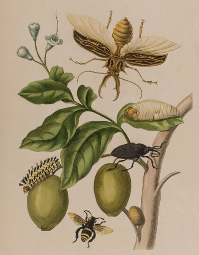 插图来自 "Metamorphosis insectorum Surinamensium.Ofte Verandering der Surinaamsche Insecten》，1705年出版（彩色雕刻）。 作者 玛丽亚·西比拉·格拉夫（后）梅里安