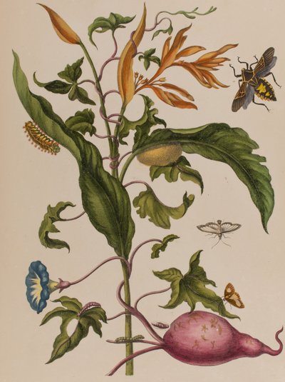 插图来自 "Metamorphosis insectorum Surinamensium.Ofte Verandering der Surinaamsche Insecten》，1705年出版（彩色雕刻）。 作者 玛丽亚·西比拉·格拉夫（后）梅里安