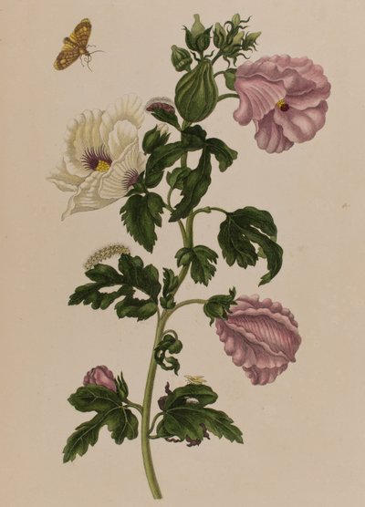 插图来自 "Metamorphosis insectorum Surinamensium.Ofte Verandering der Surinaamsche Insecten》，1705年出版（彩色雕刻）。 作者 玛丽亚·西比拉·格拉夫（后）梅里安