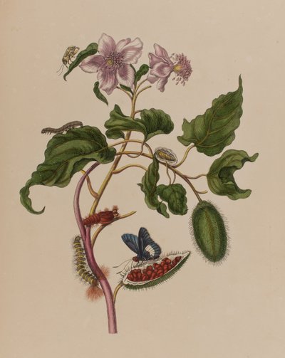 插图来自 "Metamorphosis insectorum Surinamensium.Ofte Verandering der Surinaamsche Insecten》，1705年出版（彩色雕刻）。 作者 玛丽亚·西比拉·格拉夫（后）梅里安