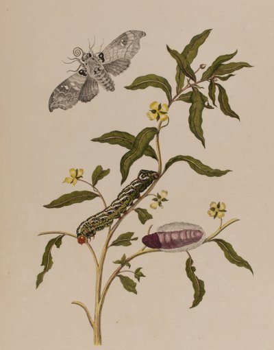 插图来自 "Metamorphosis insectorum Surinamensium.Ofte Verandering der Surinaamsche Insecten》，1705年出版（彩色雕刻）。 作者 玛丽亚·西比拉·格拉夫（后）梅里安