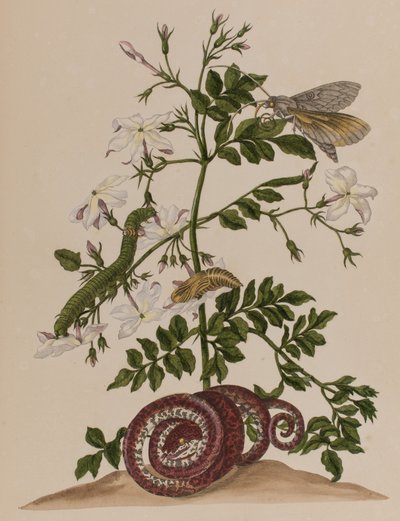 插图来自 "Metamorphosis insectorum Surinamensium.Ofte Verandering der Surinaamsche Insecten》，1705年出版（彩色雕刻）。 作者 玛丽亚·西比拉·格拉夫（后）梅里安