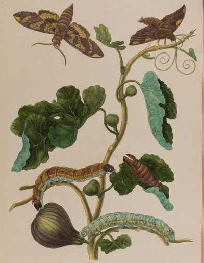 插图来自 "Metamorphosis insectorum Surinamensium.Ofte Verandering der Surinaamsche Insecten》，1705年出版（彩色雕刻）。 作者 玛丽亚·西比拉·格拉夫（后）梅里安