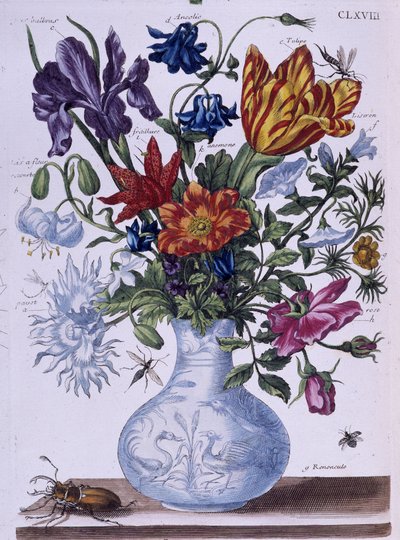甲虫和不同的花--玛丽亚-西比拉-梅里安作画，约18世纪末。 作者 玛丽亚·西比拉·梅里安