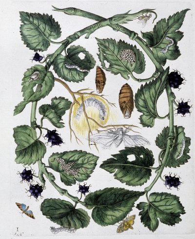 蝴蝶和蛹 - dess。 作者：Maria Sibylla Merian，日期不详，大约 18世纪末 作者 玛丽亚·西比拉·梅里安