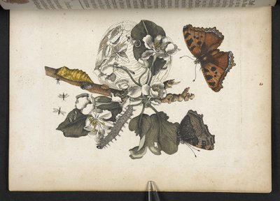 蝴蝶、毛虫和茧，选自《Der Raupen wunderbare Verwandlung und sonderbare Blumen-Nahrung... 作者 玛丽亚·西比拉·梅里安