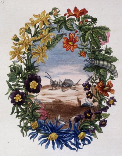 Fourmi - 作者：Maria Sibylla Merian 作者 玛丽亚·西比拉·梅里安