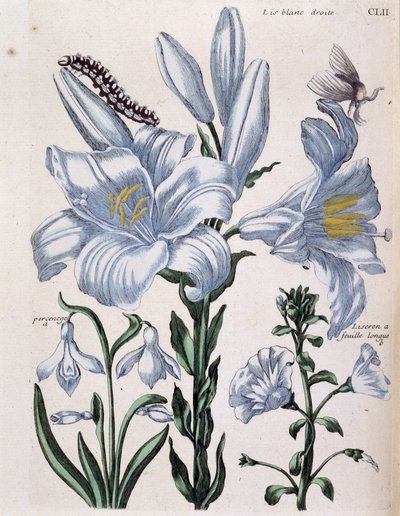 Lys (lis) white right and long-leaf edge - in “” Histoire générale des insects de Surinam et de toute l