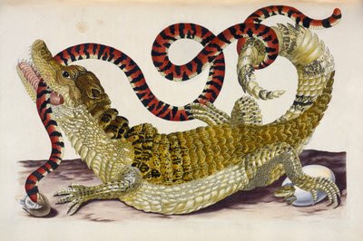 Surinam Caiman Protecting Her Hatchlings from a Coral Snake 作者 玛丽亚·西比拉·梅里安
