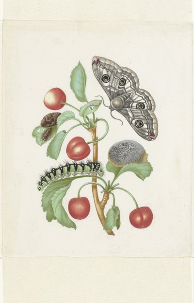 小帝蛾的变态 作者 玛丽亚·西比拉·梅里安 (Maria Sibylla Merian)