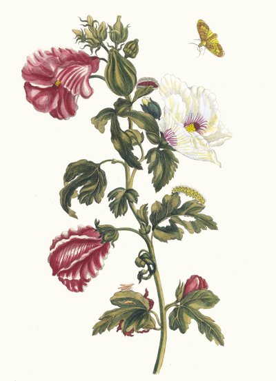 阿尔塞亚。摘自《苏里南变形记》（Metamorphosis insectorum Surinamensium），1705年。 作者 玛丽亚·西比拉·梅里安