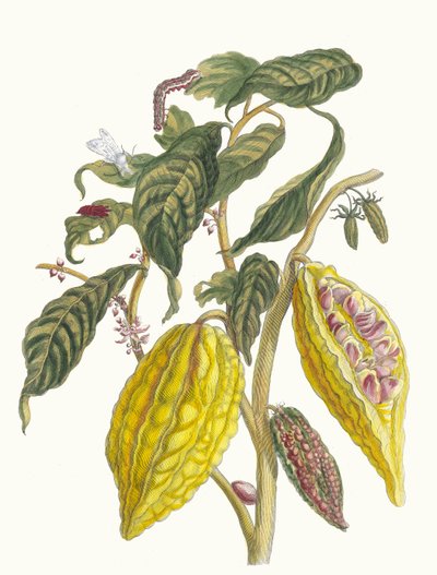 可可。摘自《苏里南变形记》（Metamorphosis insectorum Surinamensium），1705年。 作者 玛丽亚·西比拉·梅里安