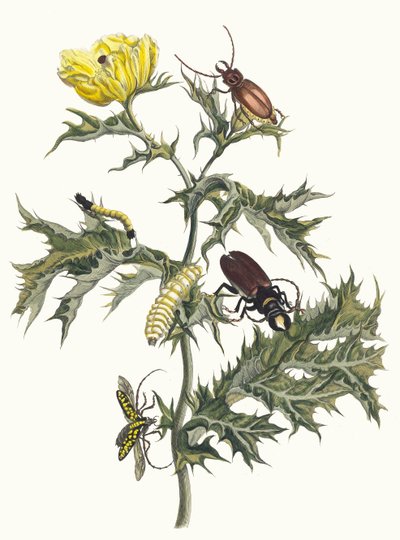 Carduus spinosus。摘自《苏里南变形记》（Metamorphosis insectorum Surinamensium），1705年。 作者 玛丽亚·西比拉·梅里安