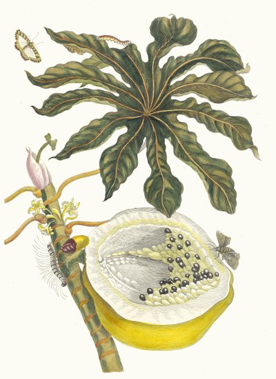 木瓜。摘自《苏里南变形记》（Metamorphosis insectorum Surinamensium），1705年。 作者 玛丽亚·西比拉·梅里安