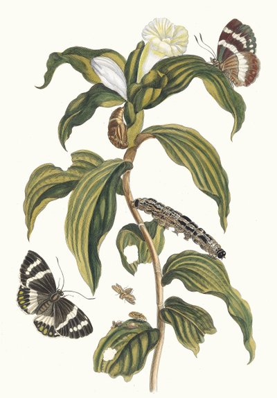 阿拉伯人鱼。摘自《苏里南变形记》（Metamorphosis insectorum Surinamensium），1705年。 作者 玛丽亚·西比拉·梅里安
