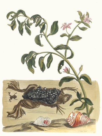 克雷森。摘自《苏里南变形记》（Metamorphosis insectorum Surinamensium），1705年。 作者 玛丽亚·西比拉·梅里安