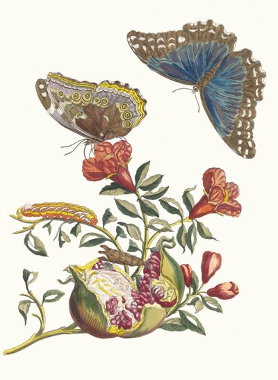 格林纳迪尔。摘自《苏里南变形记》（Metamorphosis insectorum Surinamensium），1705年。 作者 玛丽亚·西比拉·梅里安