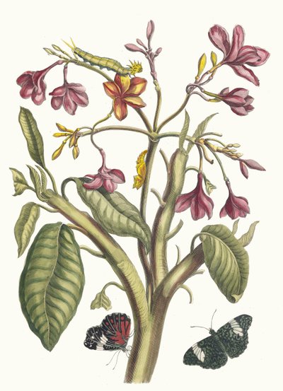 Jasmin des Indes.摘自《苏里南变形记》，1705年。 作者 玛丽亚·西比拉·梅里安