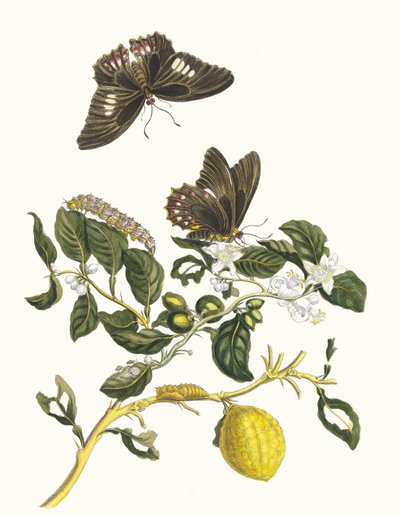 利莫尼耶。摘自《苏里南变形记》，1705年。 作者 玛丽亚·西比拉·梅里安